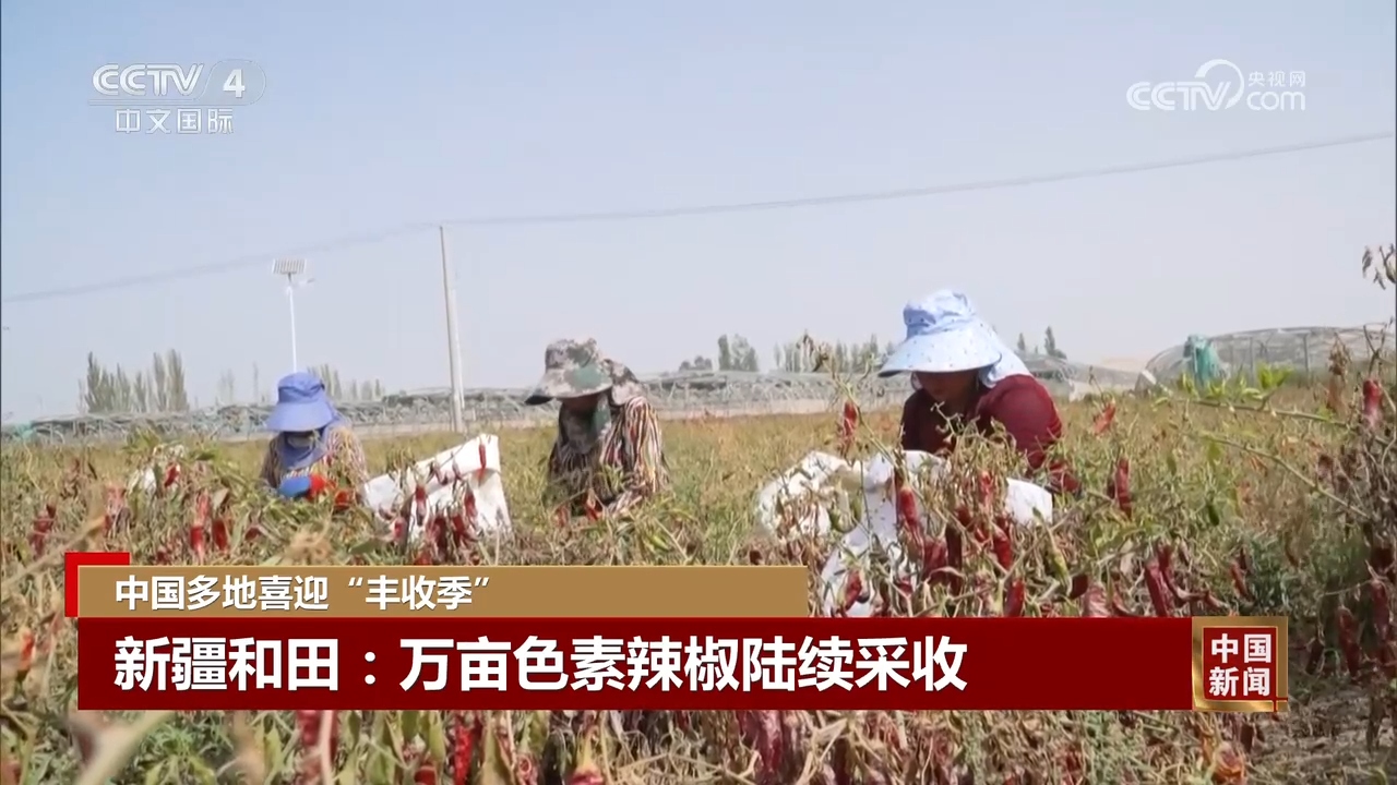 ”景 中国多地喜迎“丰收季”OG真人金秋时节处处好“丰(图8)